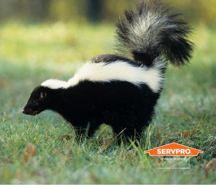 skunk in grass with servpro logo 